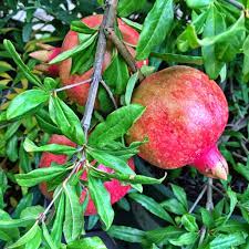 Angel Red Pomegranate Garden Shrubs Red Pomegranate Shrubs