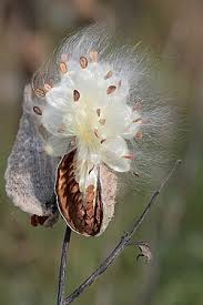 Image result for Asclepias buchwaldii