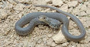 The eastern ratsnake starts life with a strong pattern of gray or brown blotches on a pale gray background. It S Baby Snake Season Virginia Dwr
