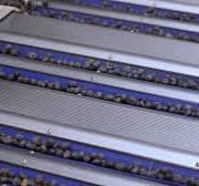 Blueberry grading machine - every blueberry counts | Ellips ...