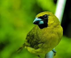 Small Green Bird With Red Spot On Head Really Pretty Green Bird Yellow Green Grosbeak Green Bird Green Animals Beautiful Birds