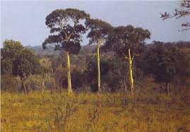 Image result for Inhambanella henriquesii