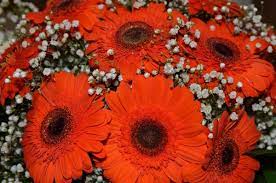Maybe you would like to learn more about one of these? Maureen S Buffalo Wholesale Flower Market 441 Ellicott St Buffalo Ny Florists Mapquest
