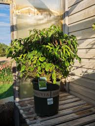 We did not find results for: Photo Of The Seedling Or Young Plant Of Red Twig Dogwood Cornus Sericea Subsp Sericea Kelseyi Posted By Frankrichards16 Garden Org