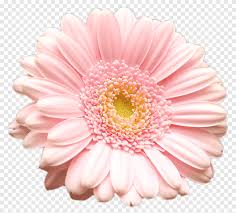 We did not find results for: Spring Blooming Pink Gerbera Daisy Flower On Black Background Png Pngegg