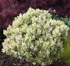 Creamy yellow leaves tinged with green tips illuminate any part of the garden. Edelweiss Perennials Daphne X Burkwoodii Briggs Moonlight
