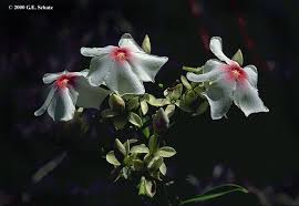 Image result for Secamone retusa