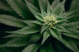 Maybe you would like to learn more about one of these? A Diy Guide To Making Cbd Oil From Hemp Flower Legalize It We Think So