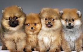 Check out our teacup puppies selection for the very best in unique or custom, handmade pieces from our dolls shops. Free Download Pomeranian Computer Wallpapers Desktop Backgrounds 1920x1200 Id 1920x1200 For Your Desktop Mobile Tablet Explore 42 Teacup Pomeranian Wallpaper Hd Pomeranian Wallpapers Teacup Puppies Wallpaper Pomeranian Wallpaper For Desktop