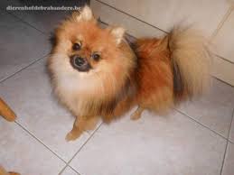 Voici 13 élevages de cette race, dont probablement certains près de chez vous. Loulou De Pomeranie Chenil Debrabandere Eleveur De Chiens Bavikhove Chiots A Vendre