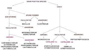 Gram Negative Bacteria Chart Achievelive Co