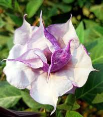 Image result for durman obecný květ