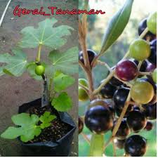 Buah ara memiliki kandungan serat larut berupa pektin yang membuat buah ini memiliki kemampuan untuk menurunkan kadar kolesterol dan trigliserida dalam darah. Bibit Buah Tin Dan Zaitun Shopee Indonesia