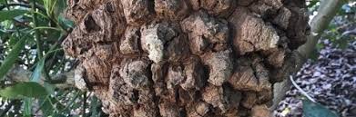 Image result for Sphaeropsis tumefaciens oleander symptoms