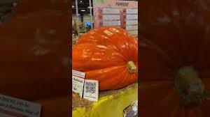 Image result for fat ass pumpkin