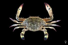 Image result for Urochloa brachyura