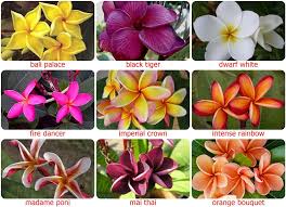 5 Fresh Thai Frangipani Flower Seeds Plumeria Rubra Choose Etsy Flower Seeds Frangipani Plumeria