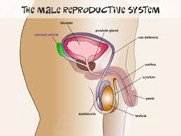 If it has an 'x' shape its a female. Male Reproductive System For Teens Nemours Kidshealth