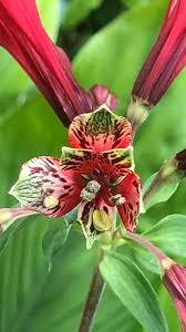 Image result for Alstroemeria pulchella