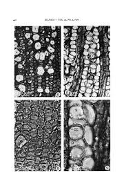 Image result for Rhabdophyllum affine