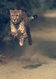 Running Cheetah 65 Mph Fastest Land Animal In The World Animals Animals Beautiful Animal Pictures