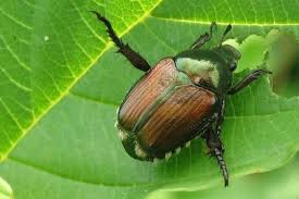 We did not find results for: Plants Japanese Beetles Like Laidback Gardener