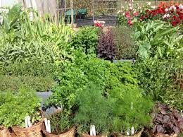 This symmetrical type of herb garden uses plants to create geometric designs and textures, such as a circle or square. Herb Garden Design Ideas Blog Mr Fothergills Co Uk