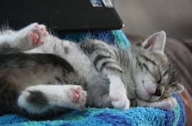 Deswegen habe ich heute morgen auch schon ein fellknäuel ausgewürgt, maunz. Weltkatzentag Am 8 August Sieben Grunde Warum Katzen Grossartig Sind Panorama Stuttgarter Nachrichten
