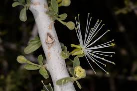 Image result for Maerua salicifolia