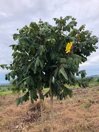 Image result for Markhamia obtusifolia