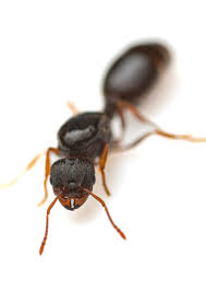 Image result for Antrocaryon nannanii