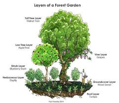 Turning Your Backyard Into A Food Forest Food Forest Garden Permaculture Gardening Forest Garden