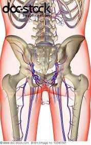Retropubic anatomy showing points of attachments of the atla and the atfp. A Posterior View Of The Blood Supply Of The Pelvis The Surface Anatomy Of The Body Is Semi Transparent And Tinted Red Royalty Free Image Doc Stock Bildagentur Fur Gesundheit Medizin Wissenschaft