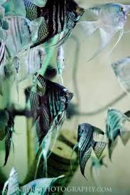 Philippine Blue Angel Fish Tropical Fish Aquarium Tropical Fish