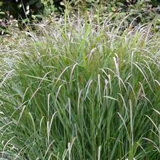 Image result for Panicum pusillum