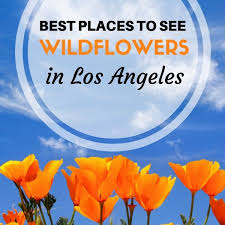 Check spelling or type a new query. 20 Places To See Wildflowers Near Los Angeles Updated For 2021 Socal Field Trips