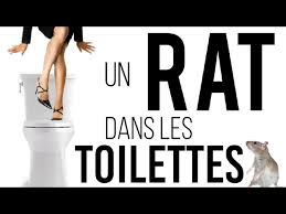 We did not find results for: Comment Se Debarrasser D Un Rat Dans Les Toilettes Youtube