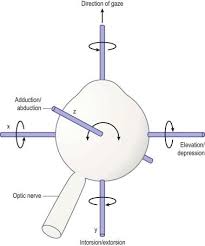 Image result for Extraocular Movement