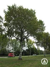 Image result for Populus ×  canescens