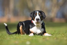 Check spelling or type a new query. 10 Mountain Dog Breeds That Can Endure Tough Terrain
