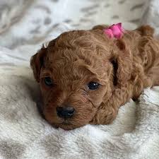 Whether outside california or in california, if you want a labradoodle puppy that will integrate into your family seamlessly and melt your heart at email us at moocowlabradoodles@gmail.com about our labradoodle puppies for sale as we would love to talk about all things labradoodle with you! Teacup Labradoodle Mini Labradoodle Puppies For Sale Black Reds