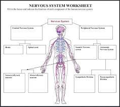 The nervous system controls involuntary activities such as breathing and heartbeat muscles and glands, for example largest part of the brain; Blank Nervous System Diagram For Kids Nervous System The Definitive Guide Biology Dictionary It Generates Modulates And Transmits Information In The Human Body