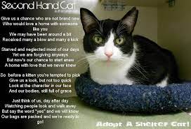 Second Hand Cat Cats Cat Poems Dog Boarding Near Me