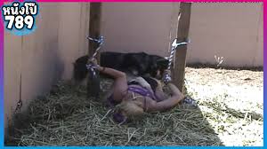 Dog Sex ไอ้ผัวหื่น โคตรโรคจิต จับเมียมัดมือล๊อคกับท่อนไม้ ถ่ายคลิปโป๊บังคับ  ให้หมาเลียหีแล้วกะเด้าเมียตัวเอง | หนังโป๊789