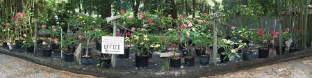We did not find results for: Plumeria Buy Online Direct From The Grower The Exotic Plumeria