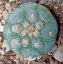 Image result for Monopsis decipiens