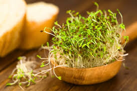 The stems grow out in a kind of bush, with the flowers looking like miniature sweet pea flowers. Broccoli Sprouts Vs Alfalfa Sprouts What S The Difference Foods Guy