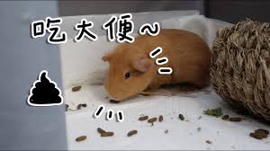 The guinea pig or domestic guinea pig (cavia porcellus), also known as cavy or domestic cavy (/ˈkeɪvi/), is a species of rodent belonging to the family caviidae and the genus cavia. è¶…å¯æ„› æˆ'çš„ç¬¬ä¸€éš»å¤©ç«ºé¼  è±šé¼  Youtube