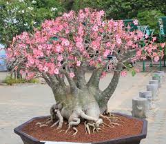 Pink Desert Rose Flower Desert Rose Bonsai Plants Pretty Trees