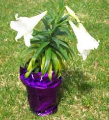 How do you care for an easter lily? How To Grow Easter Lily Flower Growing And Caring For Easter Lilies By The Gardener S Network